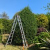 Reducing Oversized Shrubs
