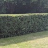 Hedge Trimming
