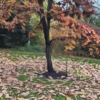 Leaf Tidying
