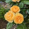 Pruning For Flower Effect
