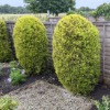 Shrub Shaping & Maintenance