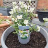 Sourcing Plants & Planting